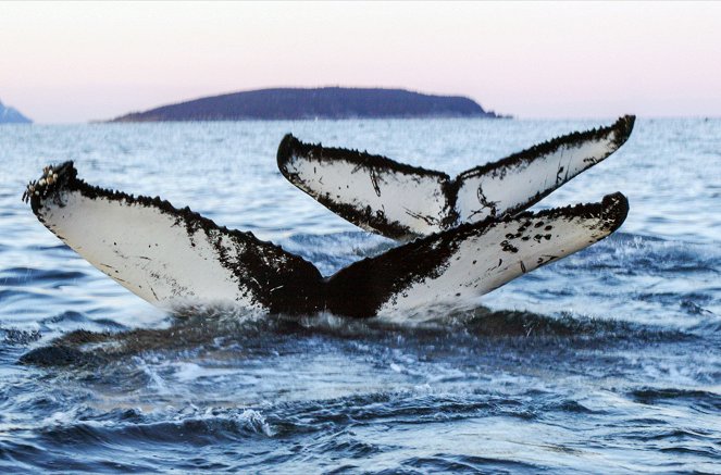 Norvège : Le festin des orques - Photos