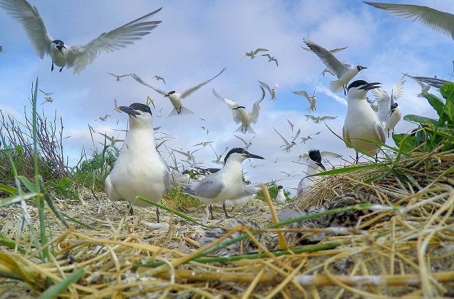 Wad: Overleven op de grens van water en land - Van film