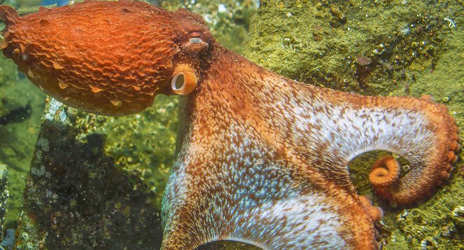 In Touch with a Giant Pacific Octopus - Photos