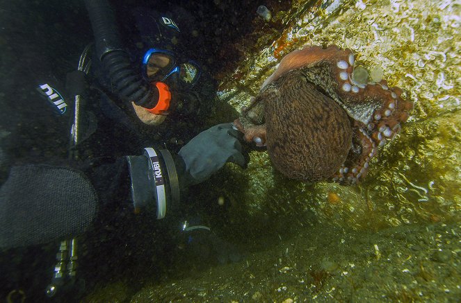 Rendezvous mit einem Riesenkraken - Geheimnisvolle Wesen aus der Tiefe - De la película