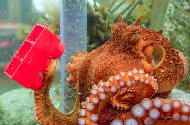 In Touch with a Giant Pacific Octopus - Photos