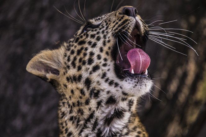 Jade Eyed Leopard - Photos