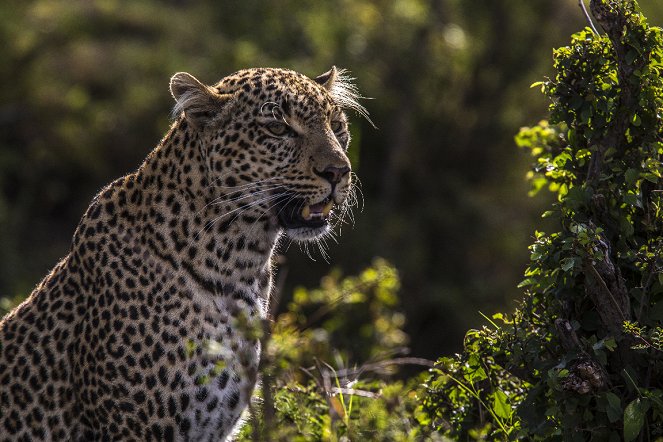 A jádeszemű leopárd - Filmfotók