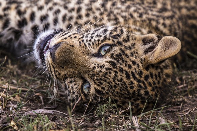 Jade Eyed Leopard - De filmes