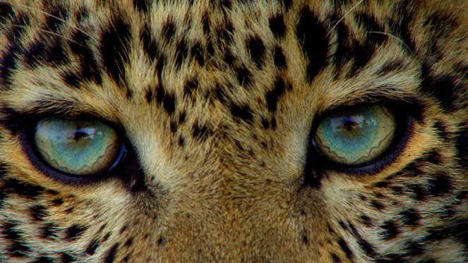 Jade Eyed Leopard - Do filme