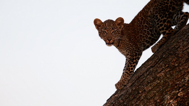 Der Leopard mit den Jade-Augen - Filmfotos