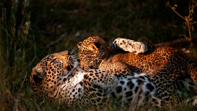 A jádeszemű leopárd - Filmfotók