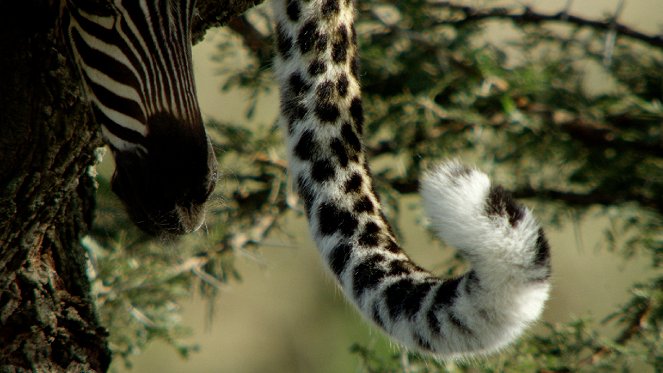 Jade Eyed Leopard - Photos