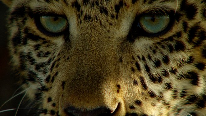 Der Leopard mit den Jade-Augen - Filmfotos