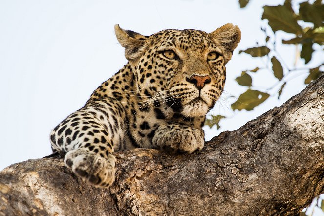 Leopard & Hyena: Strange Alliance - Kuvat elokuvasta