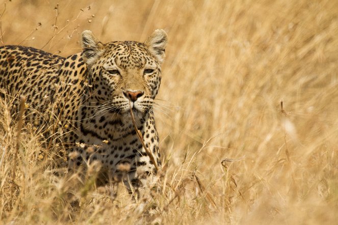 Leopard & Hyena: Strange Alliance - Do filme