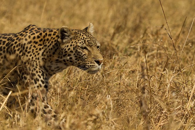 Leopard & Hyena: Strange Alliance - Van film