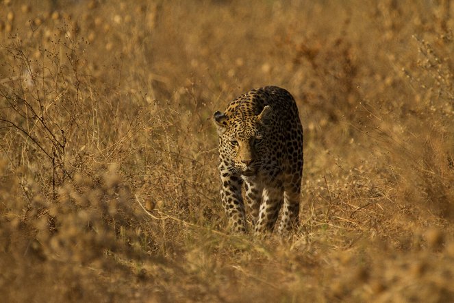 Leopard & Hyena: Strange Alliance - Z filmu
