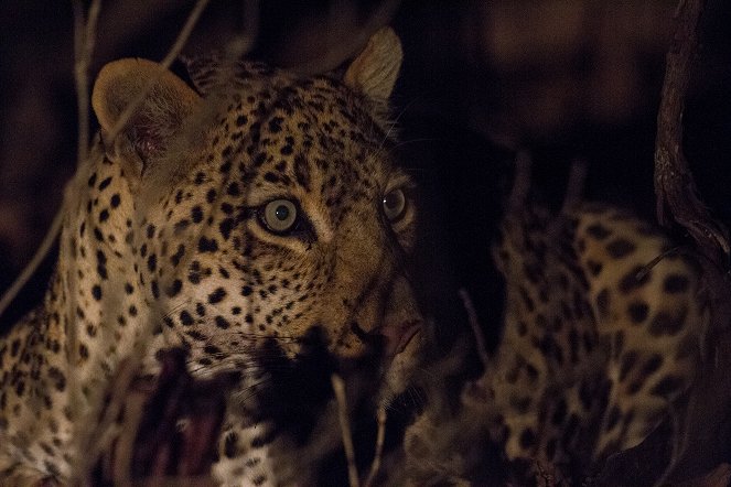 Leopárd és hiéna: egy szokatlan szövetség - Filmfotók