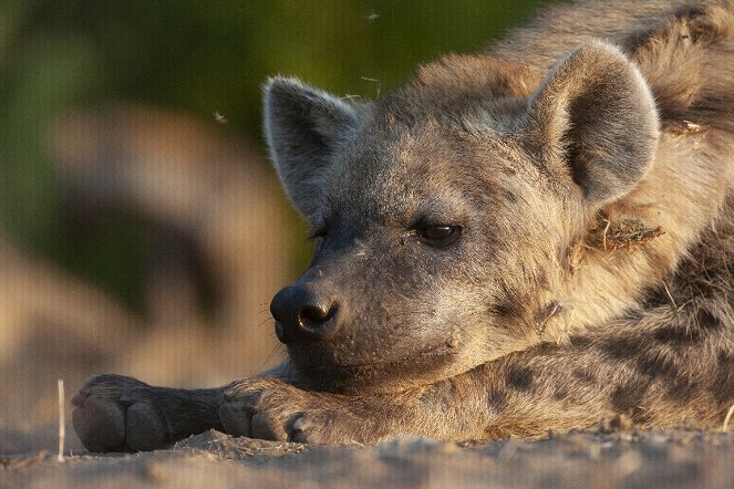 Levhart a hyena - nezvyklí přátelé - Z filmu