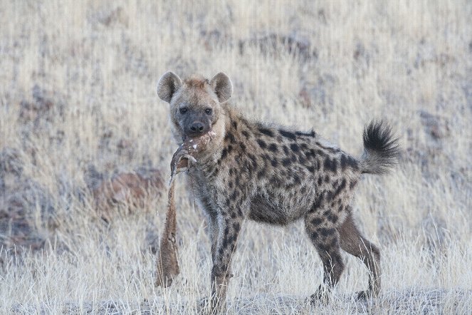 Leopard & Hyena: Strange Alliance - De la película