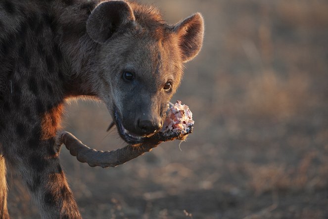 Leopárd és hiéna: egy szokatlan szövetség - Filmfotók