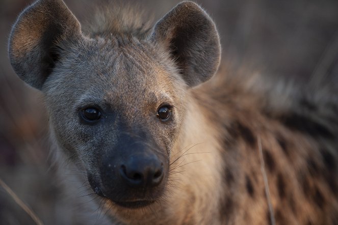 Levhart a hyena - nezvyklí přátelé - Z filmu