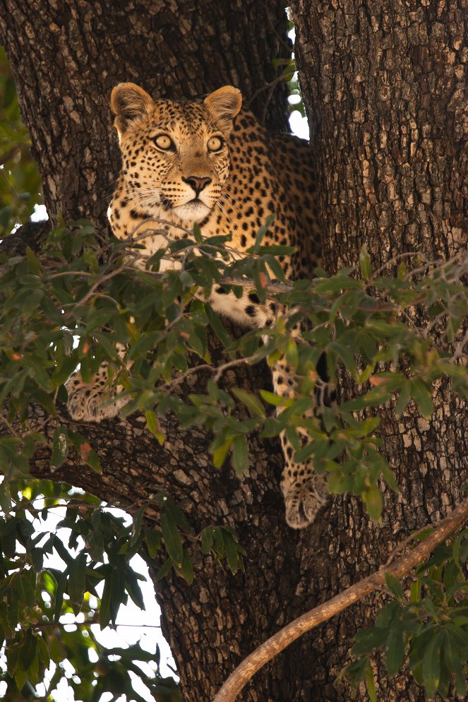 Aus dem Leben eines jungen Leoparden - Filmfotos
