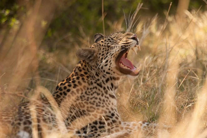 Diary of a Teen Leopard - Photos