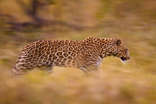 Diary of a Teen Leopard - Kuvat elokuvasta