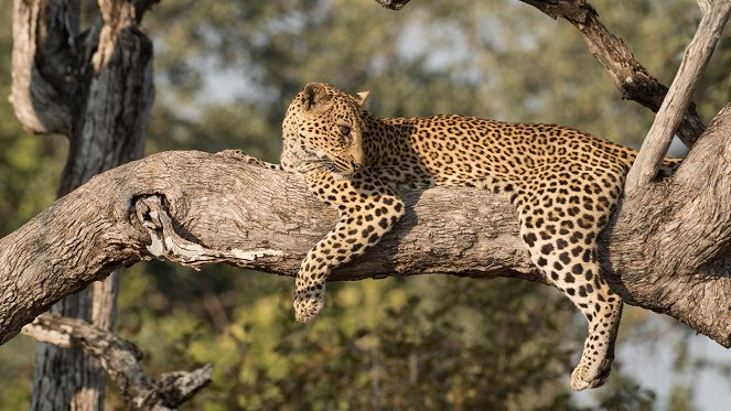 Aus dem Leben eines jungen Leoparden - Filmfotos