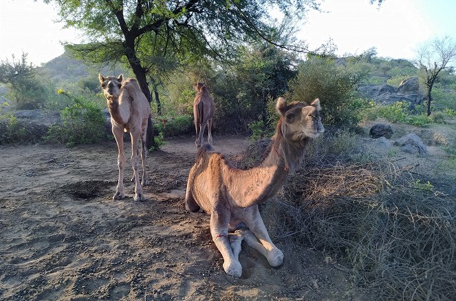 Hüter der Erde - Kamelhirten in Rajasthan - Z filmu