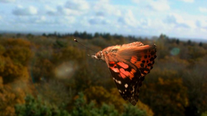 Tierisch abgehoben - Ein Flügelschlag genügt - Filmfotos
