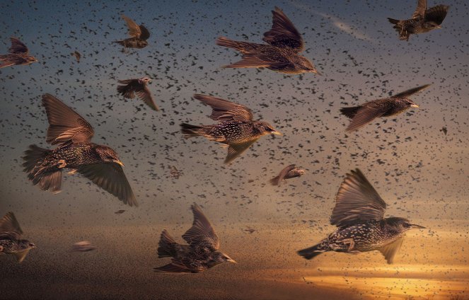 SuperNature - Wild Flyers - Crowded Skies - Photos