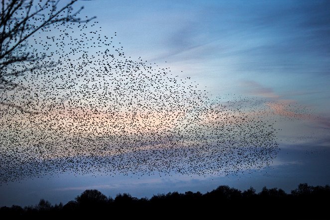 SuperNature - Wild Flyers - Crowded Skies - Photos
