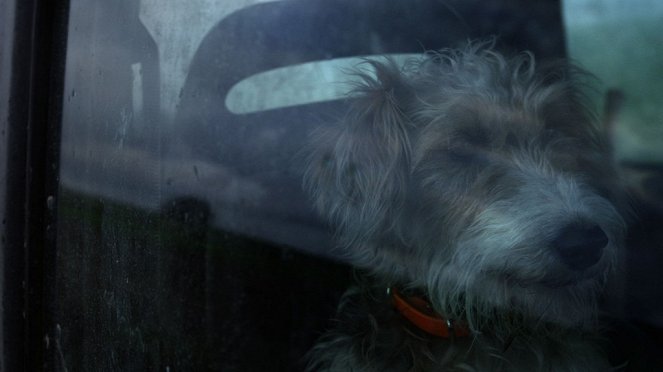 Fox-Terrier - De la película