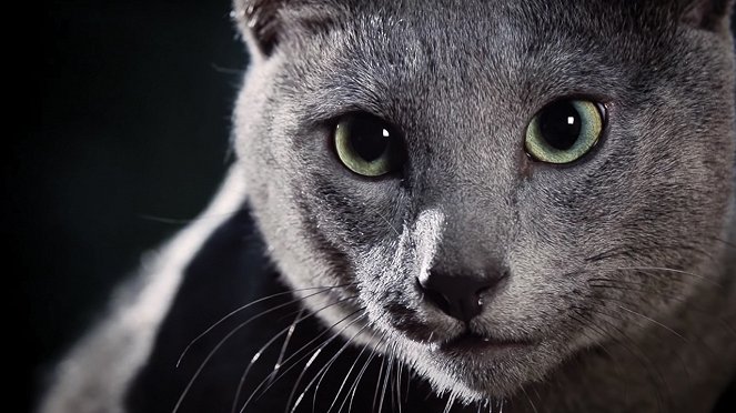 планета кошек - Kuvat elokuvasta