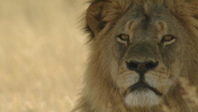 Cecil: Egy király öröksége - Filmfotók