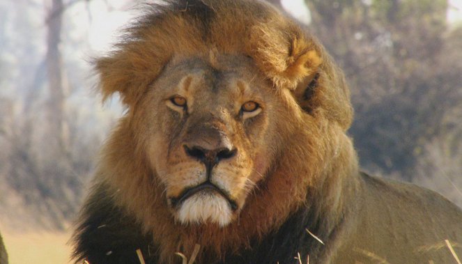 Cecil: The Legacy of a King - Photos
