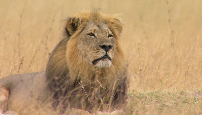 Cecil, lví král - Z filmu