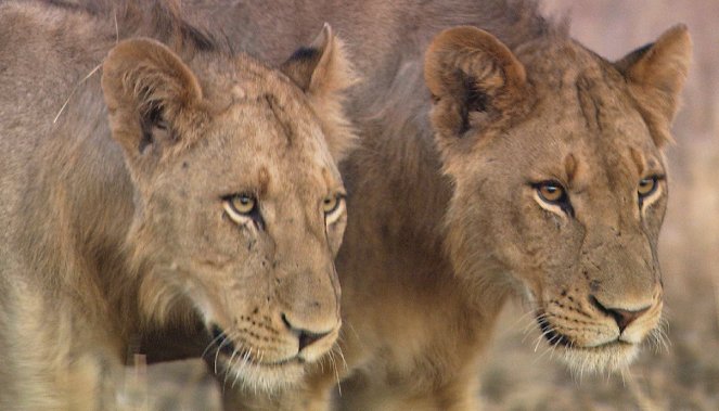 Cecil: The Legacy of a King - Van film