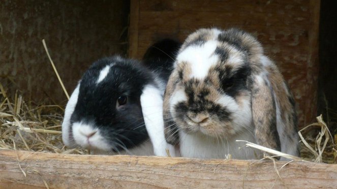 Kaninchen - 