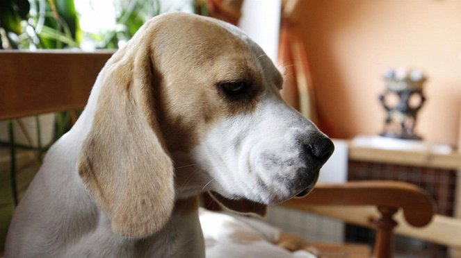 Anna und die Haustiere - Beagle - Film