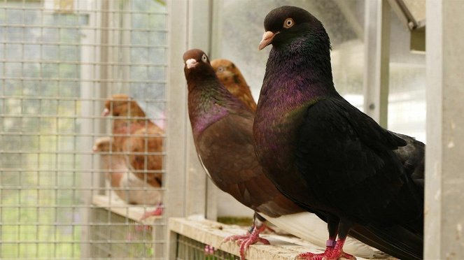 Anna und die Haustiere - Taube - Kuvat elokuvasta