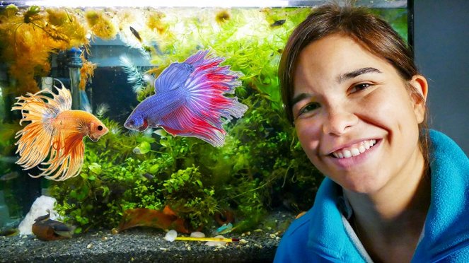 Anna und die Haustiere - Kampffische - Filmfotók - Annika Preil