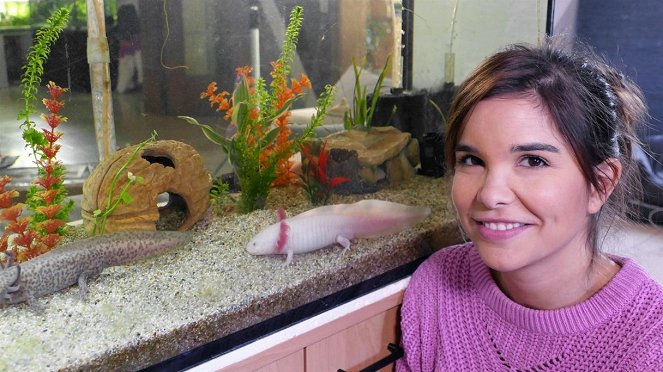 Anna und die Haustiere - Axolotl - Photos - Annika Preil