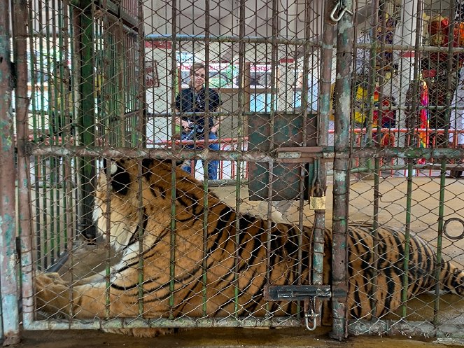Trafficked with Mariana Van Zeller - Tigers - Photos