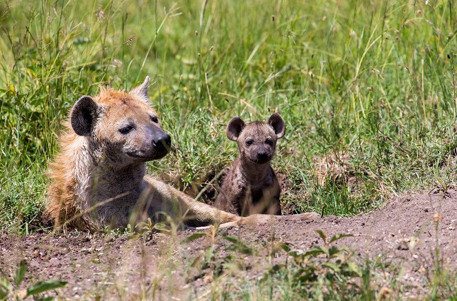 Der Clan der Hyänen - Photos
