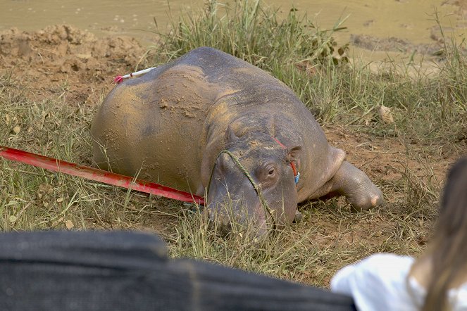 The Hunt for Escobar’s Hippos - Photos