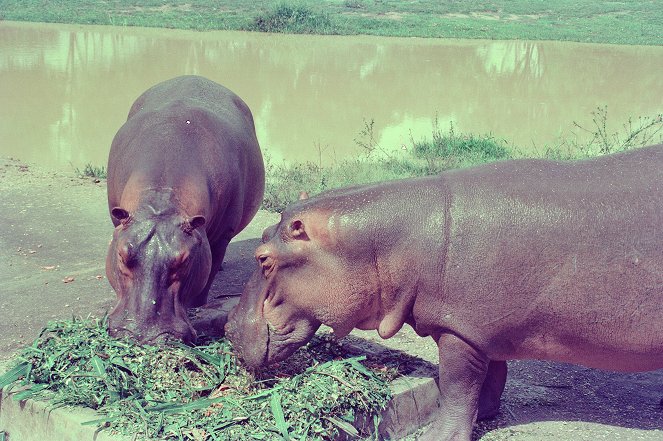 Die Hippos sind los - Pablo Escobars Erbe - Film