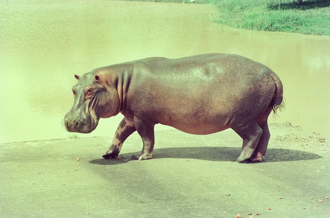 Die Hippos sind los - Pablo Escobars Erbe - De la película