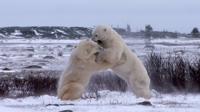 Jegesmedvék birodalma - Filmfotók