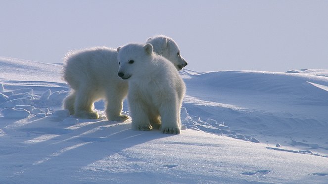 Království ledních medvědů - Z filmu