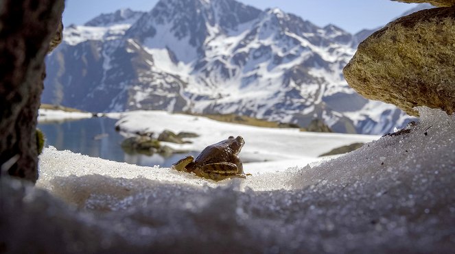 Erlebnis Erde: Die Alpen - Do filme