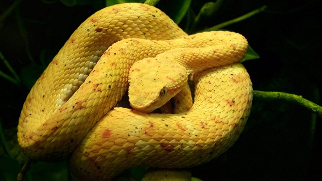 World's Deadliest Snakes - Filmfotók